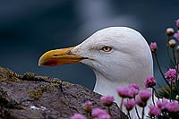 Gull (Herring) (Larus argentatus argenteus) - Goéland argenté 11950