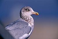 Gull (Herring) (Larus argentatus argenteus) - Goéland argenté 11944