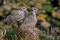 Gull (Herring) (Larus argentatus argenteus) - Goéland argenté 11953