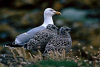 Gull (Herring) (Larus argentatus argenteus) - Goéland argenté 11958