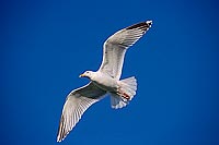 Gull (Herring) (Larus argentatus argenteus) - Goéland argenté 11964