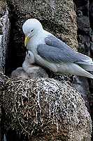 Kittiwake (Black-legged) (Rissa tridactyla) - Mouette tridactyle 11845