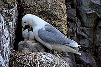 Kittiwake (Rissa tridactyla) - Mouette tridactyle - 11851