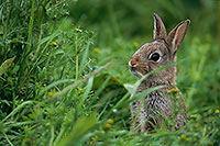 Lapin de garenne - Rabbit - 16568 Lapin de garenne - Rabbit - 16568