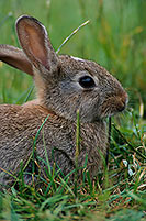 Lapin de garenne - Rabbit - 16571