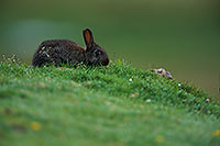 Lapin de garenne - Rabbit - 16590