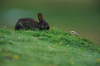 Lapin de garenne - Rabbit - 16590 Lapin de garenne - Rabbit - 16590