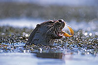 Loutre d'Europe - European Otter - 16739