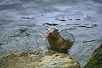 Loutre d'Europe - European Otter  - 16747