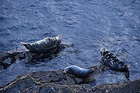 Phoque gris - Grey Seal - 16826 Phoque gris - Grey Seal - 16826