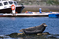 Phoque gris - Grey Seal - 16831