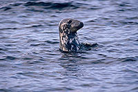 Phoque gris - Grey Seal - 16836