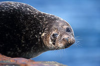 Phoque veau-marin - Harbour Seal  - 16850