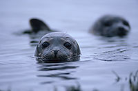Phoque veau-marin - Harbour Seal  - 16857