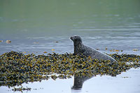 Phoque veau-marin - Harbour Seal  - 16865