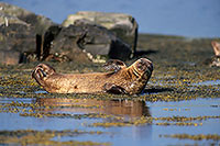 Phoque veau-marin - Harbour Seal  - 16866