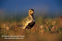 Golden Plover (Pluvialis apricaria) - Pluvier doré - 17652