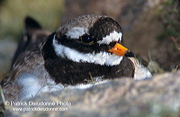 Ringed Plover (Charadrius hiaticula) - Grand gravelot - 17703