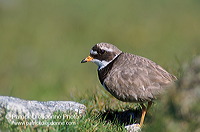 Ringed Plover (Charadrius hiaticula) - Grand gravelot - 17706