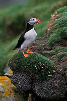 Puffin (Fratercula arctica) - Macareux moine - 17389