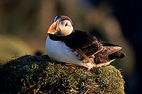 Puffin (Fratercula arctica) - Macareux moine- 17393