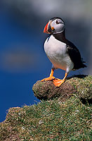 Puffin (Fratercula arctica) - Macareux moine - 17395