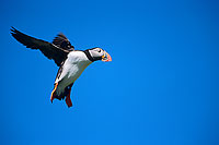 Puffin (Fratercula arctica) - Macareux moine - 17425