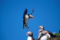 Puffin (Fratercula arctica) - Macareux moine - 17427