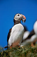 Puffin (Fratercula arctica) - Macareux moine - 17434