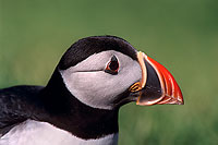 Puffin (Fratercula arctica) - Macareux moine - 17445