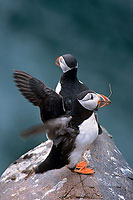 Puffin (Fratercula arctica) - Macareux moine - 17449