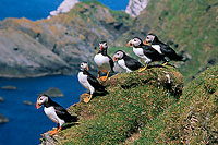 Puffin (Fratercula arctica) - Macareux moine - 17452