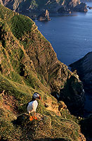 Puffin (Fratercula arctica) - Macareux moine - 17459