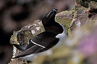 Razorbill (Alca torda) - Pingouin torda- 17472