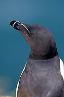 Razorbill (Alca torda) - Pingouin torda - 17474
