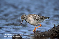 Redshank (Tringa totanus) - Chevalier gambette - 17723