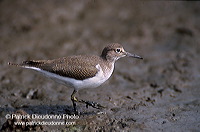 Common Sandpiper (Actitis hypoleucos) - Chevalier guignette - 17755