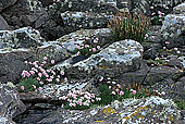 Thrift (Sea pink) and rocks, Shetland -  Arméries et rochers  13480