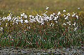 Cottongrass, Shetland - Linaigrettes, Shetland 13489 Cottongrass, Shetland - Linaigrettes, Shetland 13489
