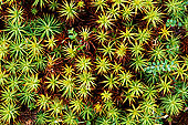 Sphagnum moss, Shetland, Scotland -  Sphaignes, Shetland  13490