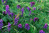 Flowers: Thufted Vetch (Vicia cracca) - Vesce cracca, Shetland  13493