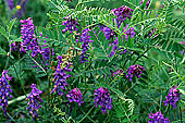 Flowers: Thufted Vetch (Vicia cracca) - Vesce cracca, Shetland  13493