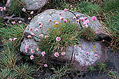 Thrift (Sea pink) and rock, Shetland, Scotland -  Arméries et rochers  13481