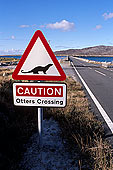 Otters road sign  - Attention, loutres, Shetland  13478
