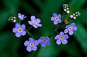 Water forget-me-not (Myosotis scorpioides) - Myosotis des marais 13496 Water forget-me-not (Myosotis scorpioides) - Myosotis des marais 13496