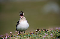 Artic skua (Stercorarius skua) - Labbe parasite 11773