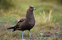 Artic skua (Stercorarius skua) - Labbe parasite 11781 Artic skua (Stercorarius skua) - Labbe parasite 11781