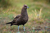 Artic skua (Stercorarius skua) - Labbe parasite 11781