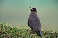 Artic skua (Stercorarius skua) - Labbe parasite 11774 Artic skua (Stercorarius skua) - Labbe parasite 11774