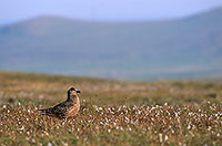 Great Skua (Stercorarius skua) - Grand labbe et linaigrettes 11710 Great Skua (Stercorarius skua) - Grand labbe et linaigrettes 11710